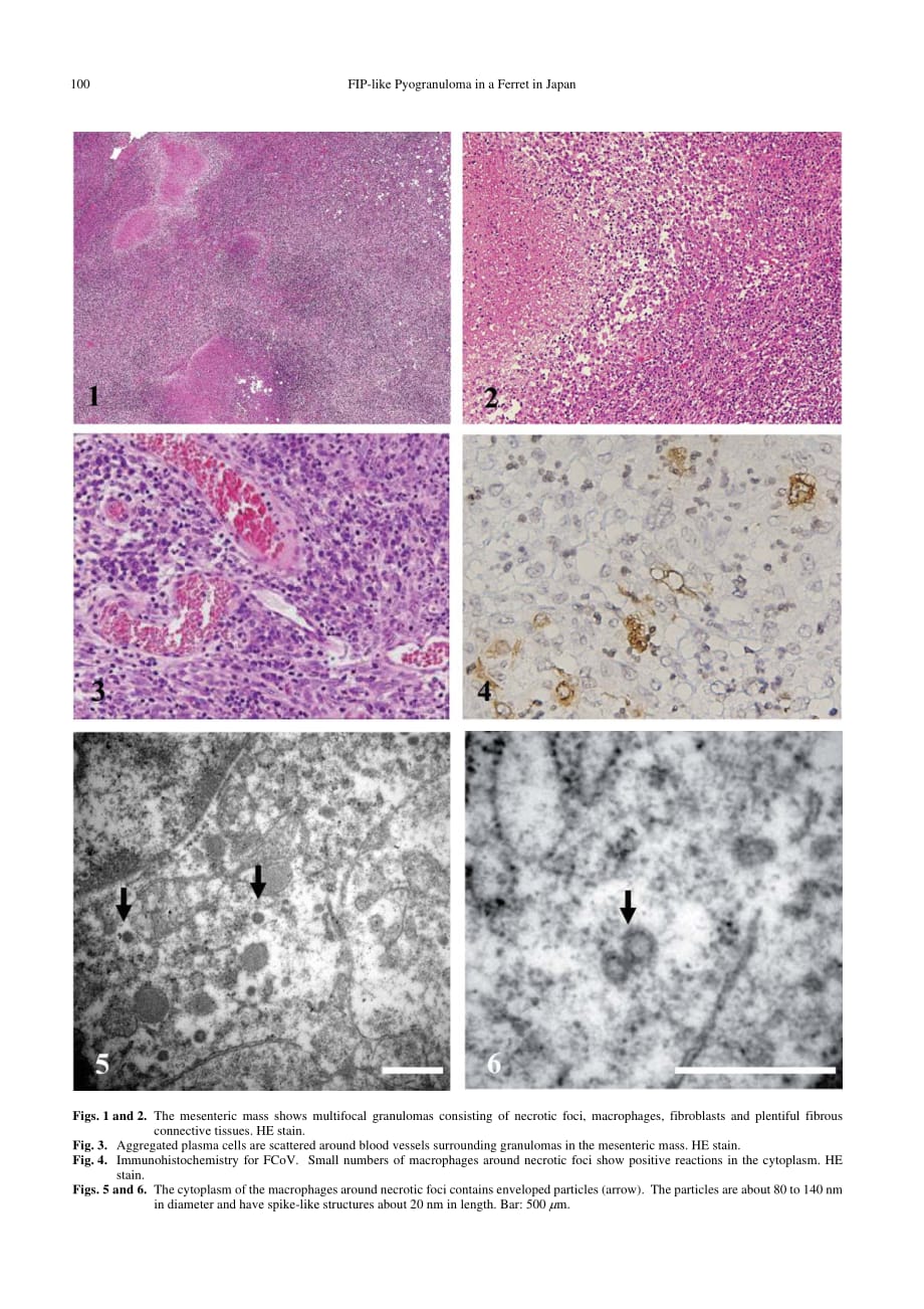 2010 The First Case of Feline Infectious Peritonitis-like Pyogranuloma in a Ferret Infected by Coronavirus in Japan_第2页