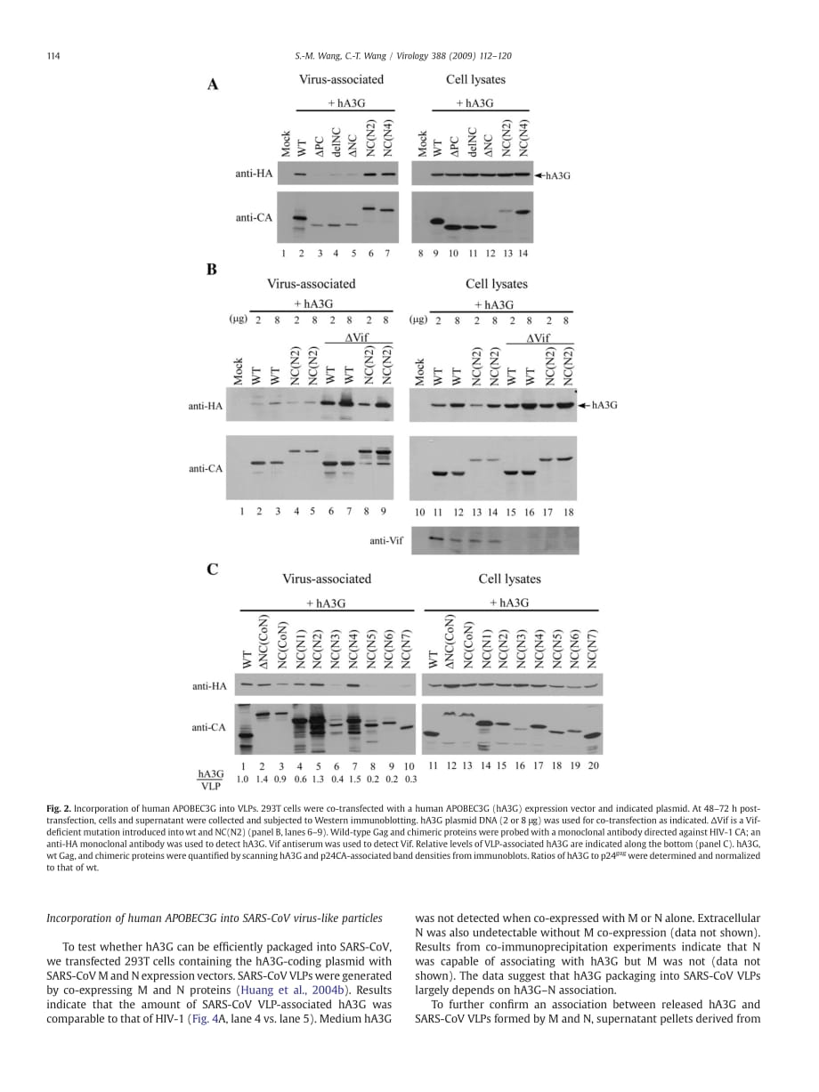 2009 APOBEC3G cytidine deaminase association with coronavirus nucleocapsid protein_第3页