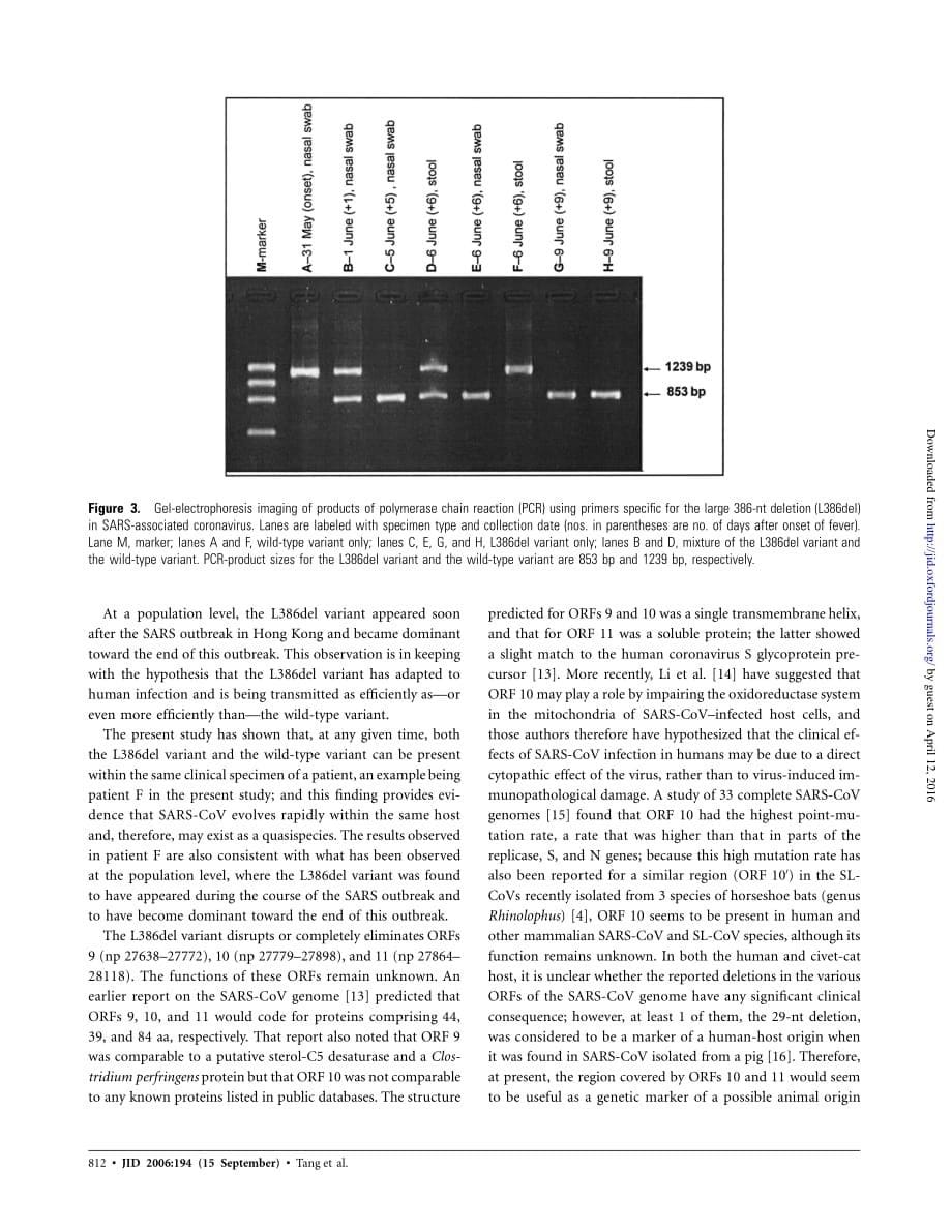 2006 The Large 386_nt Deletion in SARS_Associated Coronavirus_ Evidence for Quasispecies__第5页