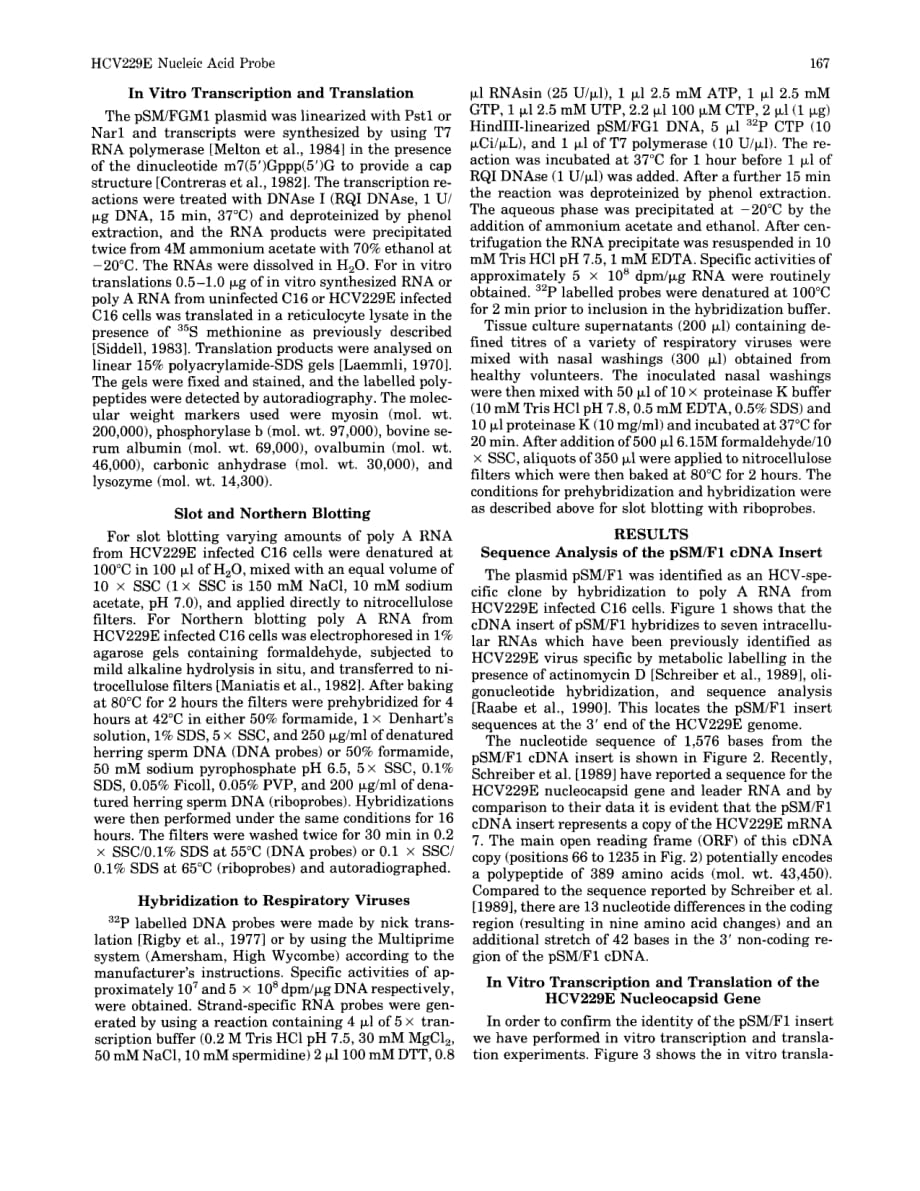 1990 Characterization of a nucleic acid probe for the diagnosis of human coronavirus 229E infections_第3页