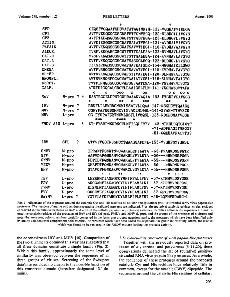 1991 Putative papain-related thiol proteases of positive-strand RNA viruses Identification of rubi- and aphthovirus prot_第3页