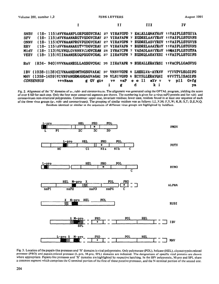 1991 Putative papain-related thiol proteases of positive-strand RNA viruses Identification of rubi- and aphthovirus prot_第4页