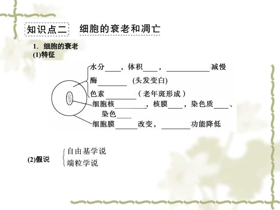 2013届高三生物专题复习 细胞的分化课件_第5页