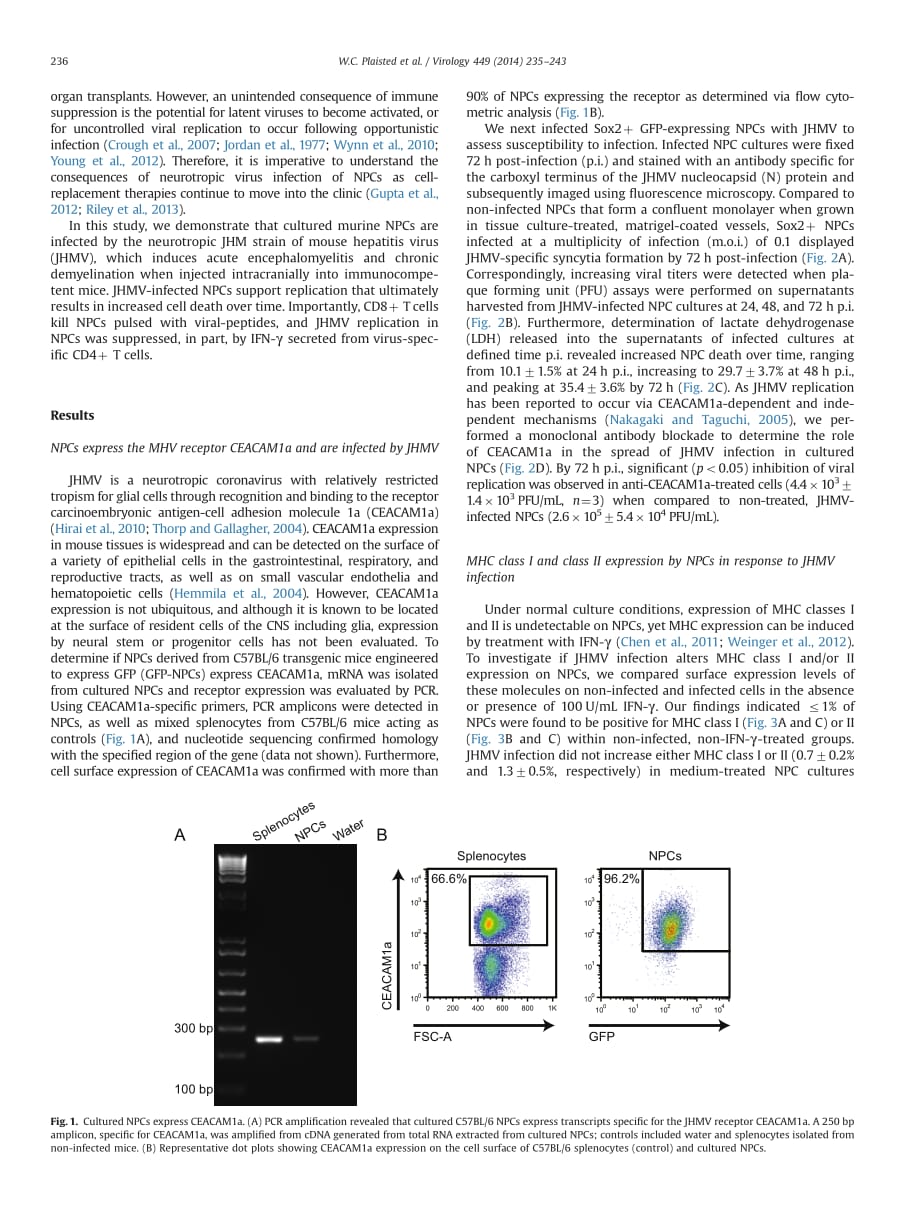 2014 T cell mediated suppression of neurotropic coronavirus replication in neural precursor cells_第2页