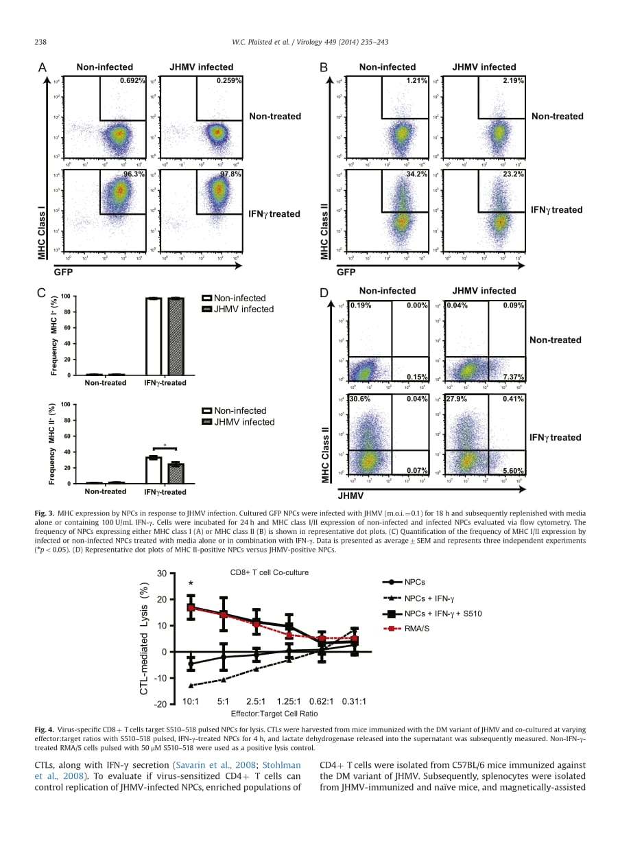 2014 T cell mediated suppression of neurotropic coronavirus replication in neural precursor cells_第4页