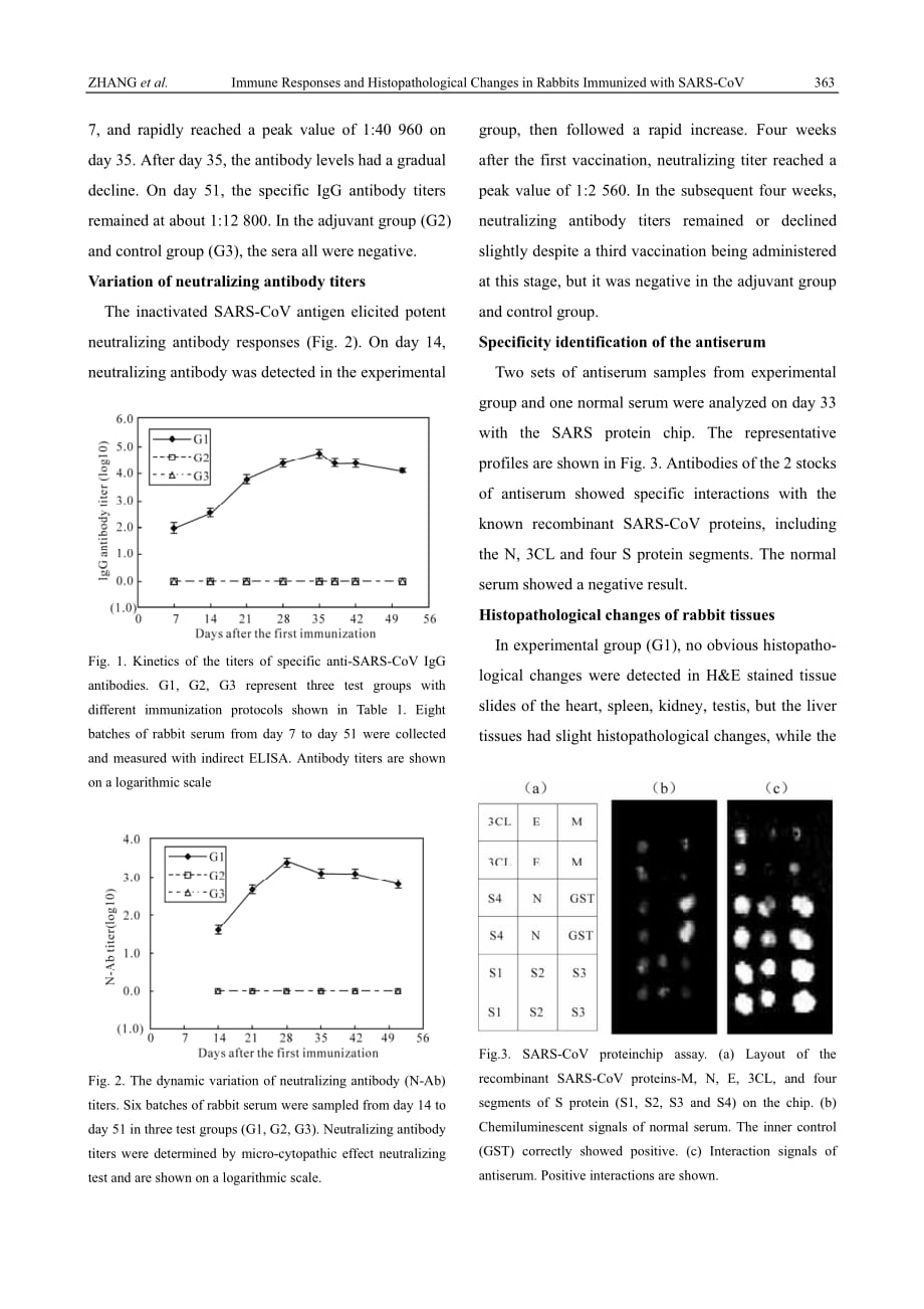 2007 Immune responses and histopathological changes in rabbits immunized with inactivated SARS coronavirus_第4页