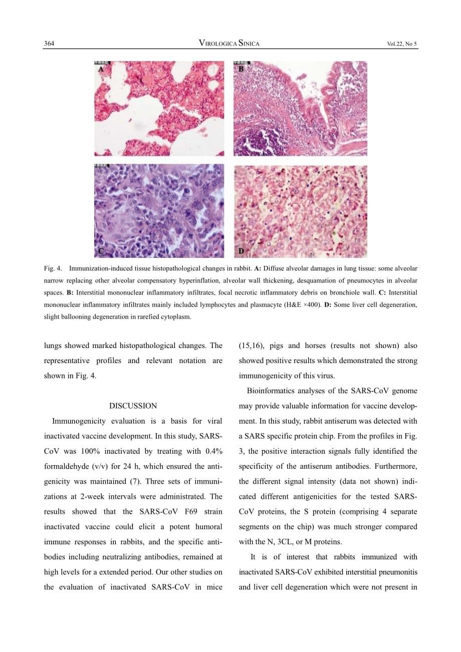 2007 Immune responses and histopathological changes in rabbits immunized with inactivated SARS coronavirus_第5页