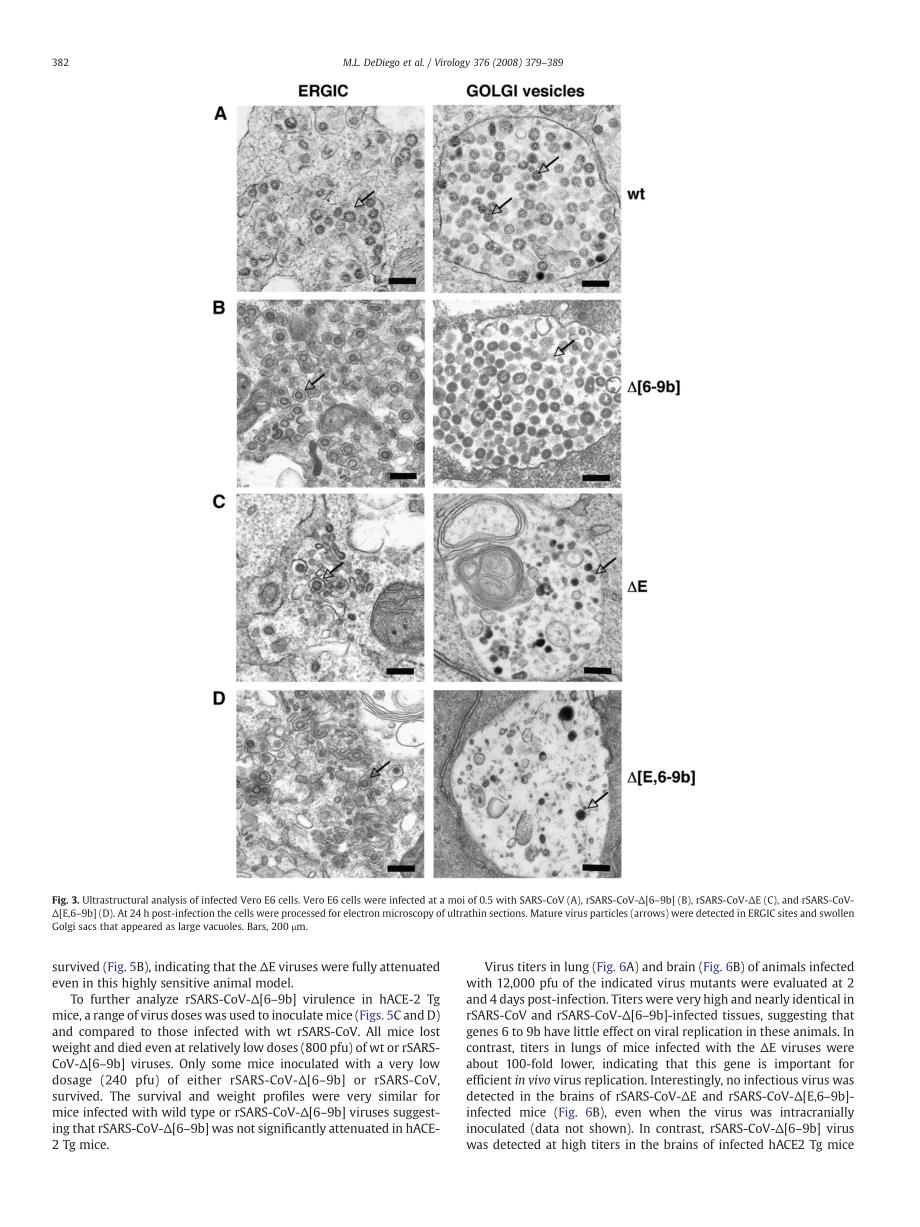 2008 Pathogenicity of severe acute respiratory coronavirus deletion mutants in hACE-2 transgenic mice_第4页
