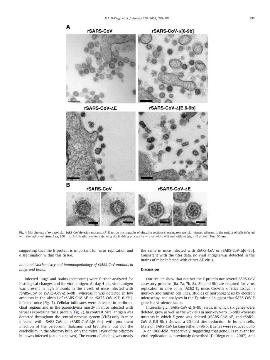 2008 Pathogenicity of severe acute respiratory coronavirus deletion mutants in hACE-2 transgenic mice_第5页