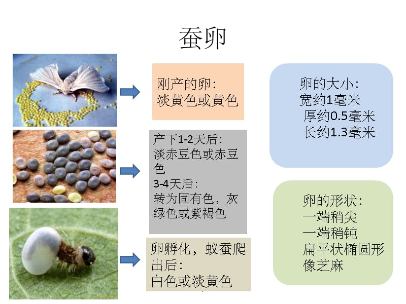 蚕的身体结构三年级科学下册教科版ppt课件_第2页