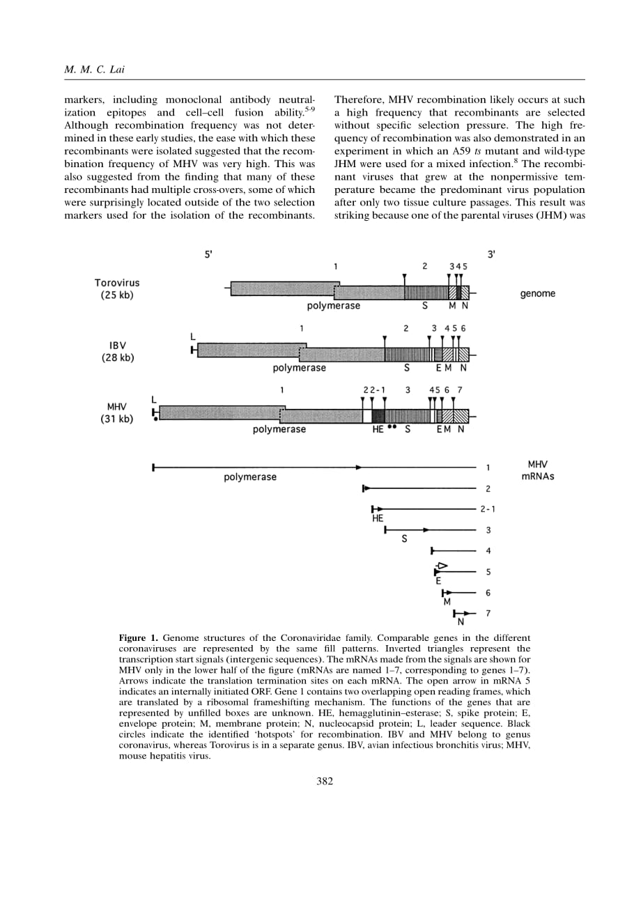 1996 Recombination in large RNA viruses_ Coronaviruses_第2页