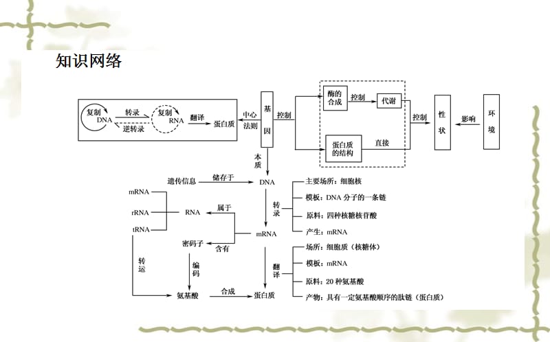 2015-2016高中生物 第4章《基因的表达》章末总结课件 新人教版必修2_第2页