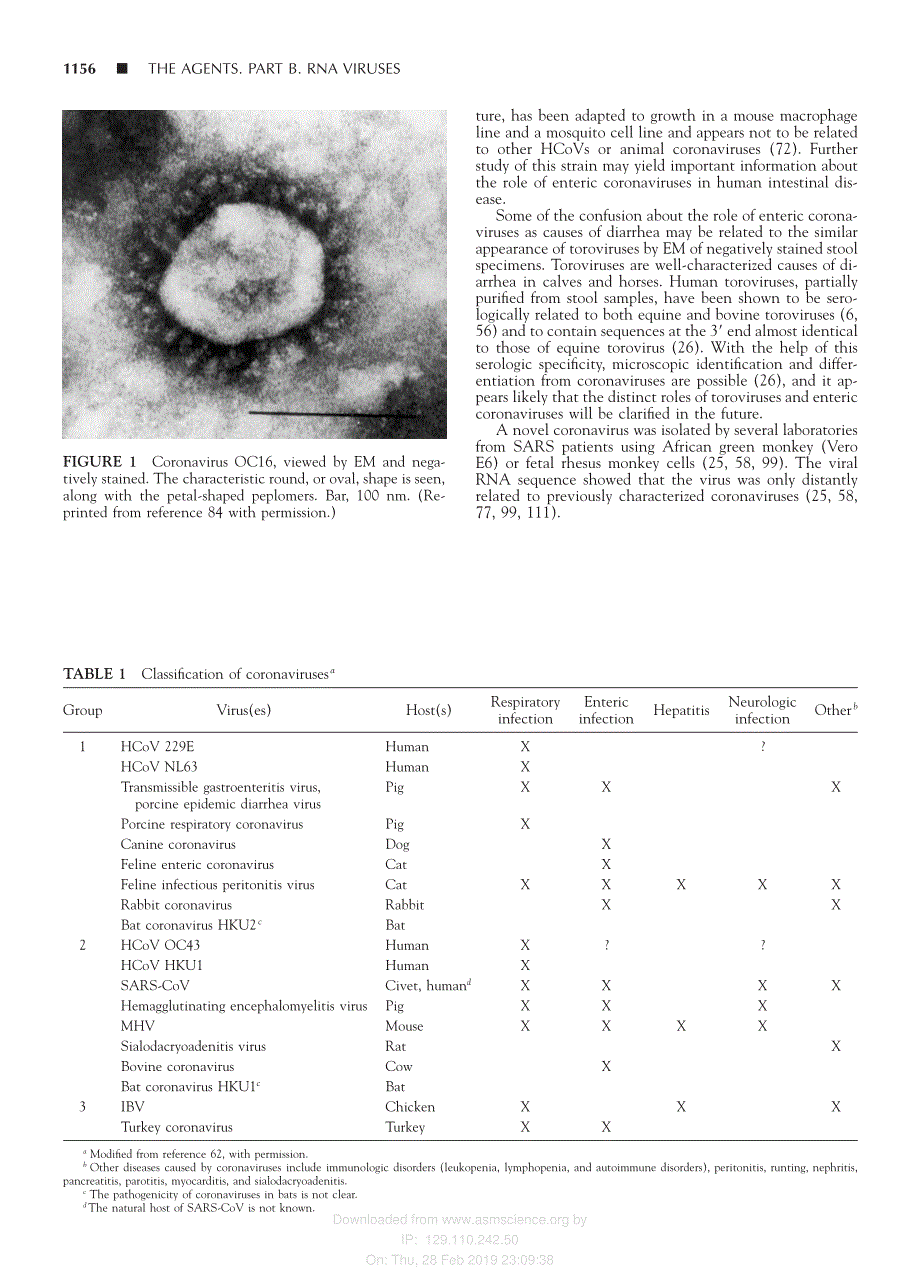 2009 Clinical Virology, Third Edition __ Coronaviruses_第2页