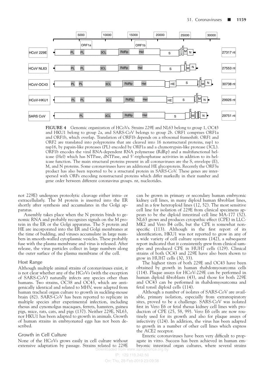 2009 Clinical Virology, Third Edition __ Coronaviruses_第5页