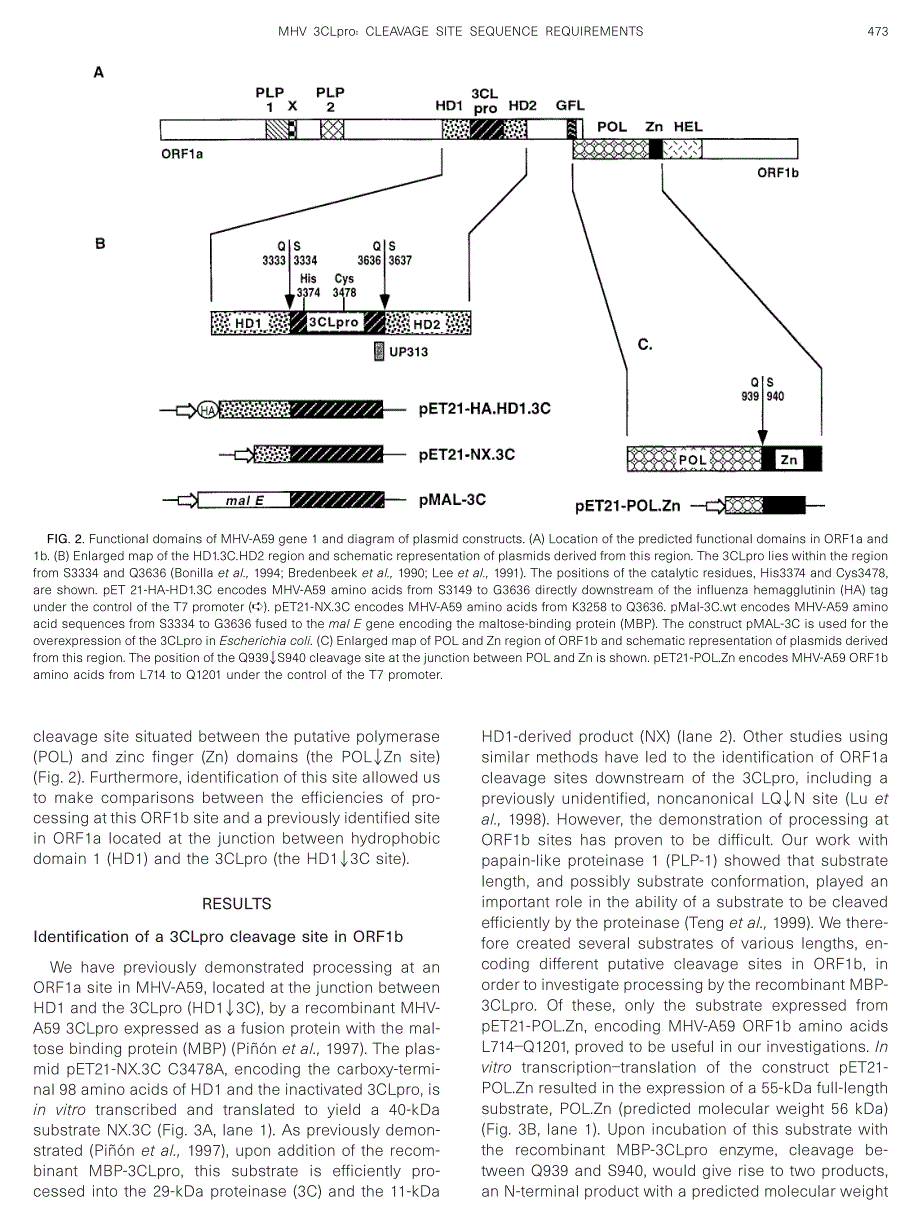 1999 Further Requirements for Cleavage by the Murine Coronavirus 3C-like Proteinase_ Identification of a Cleavage Site w_第3页