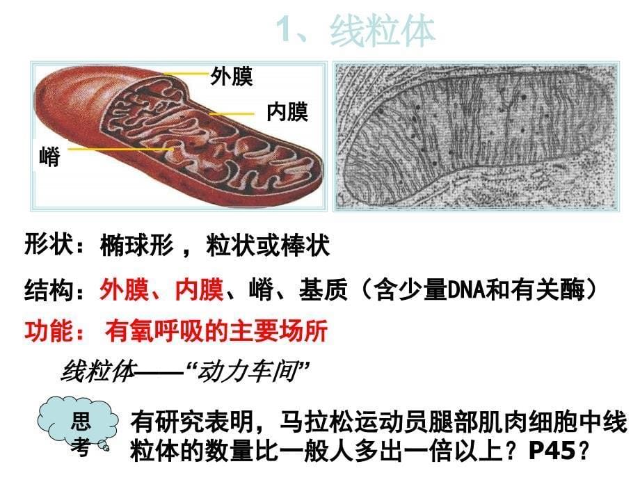 2011-2012高二生物必修1-3-2.细胞器SK_第5页