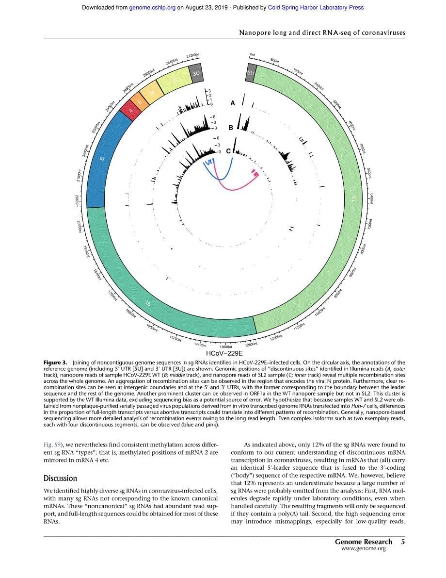 2019 Direct RNA nanopore sequencing of full-length coronavirus genomes provides novel insights into structural variants_第5页