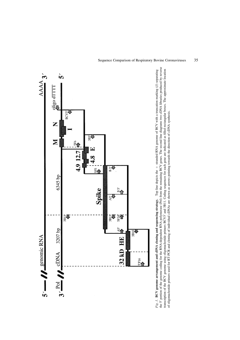 1998 Nucleotide and Predicted Amino Acid Sequences of All Genes Encoded by the 3_ Genomic Portion (9_5 kb) of Respirator_第3页