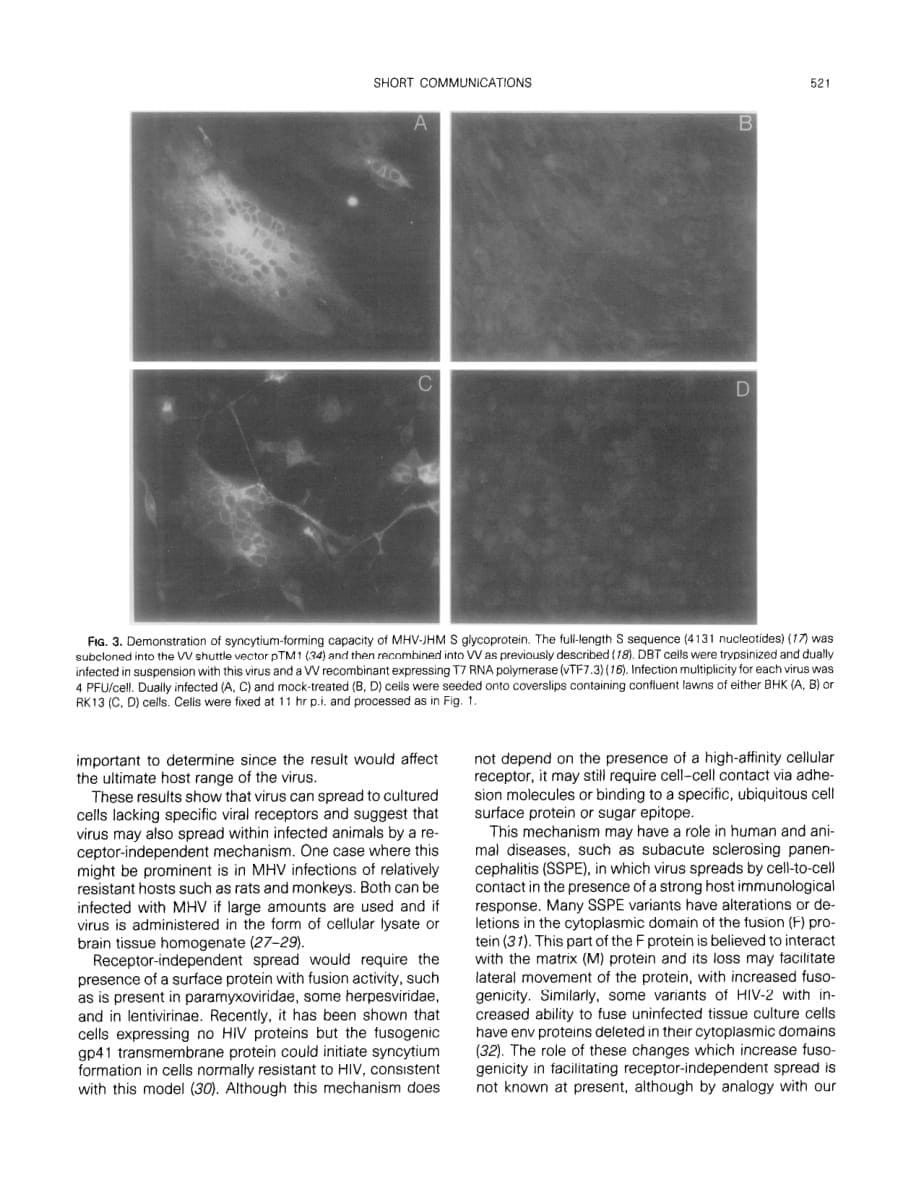 1992 Cell receptor-independent infection by a neurotropic murine coronavirus_第5页