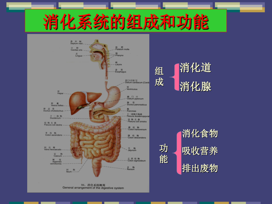 消化系统常见疾病精品课件_第2页