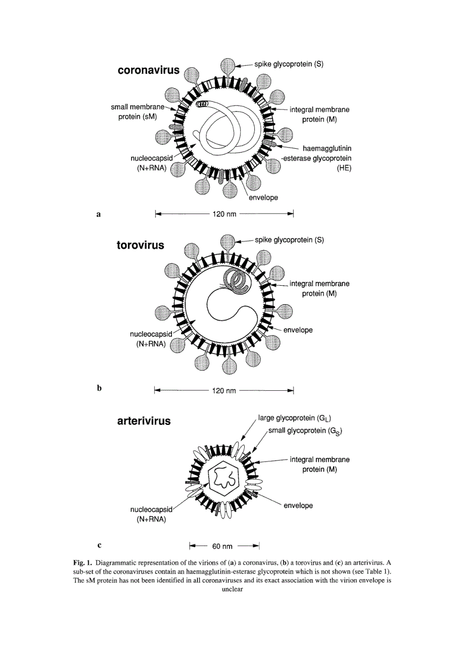 1994 Revision of the taxonomy of theCoronavirus, TorovirusandArterivirusgenera_第3页