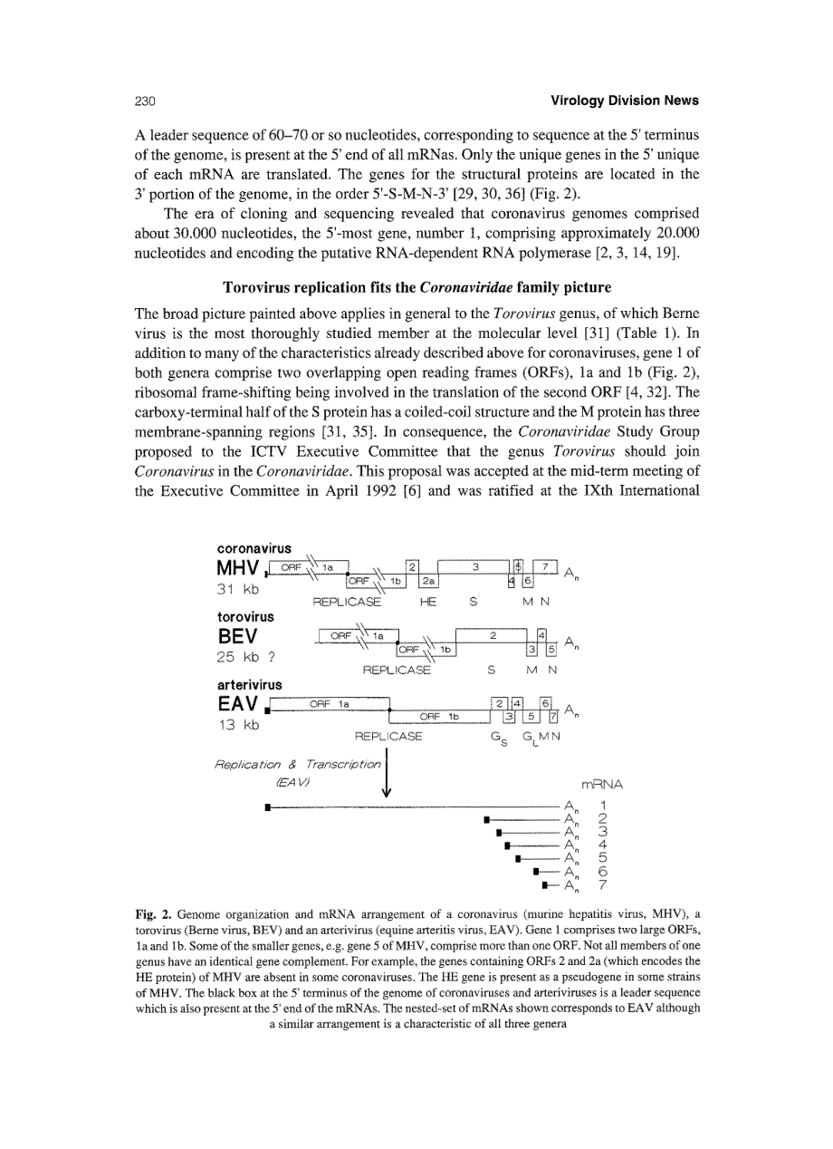 1994 Revision of the taxonomy of theCoronavirus, TorovirusandArterivirusgenera_第4页