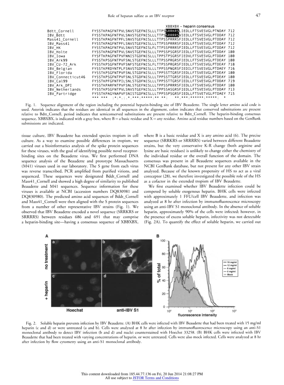 2007 Heparan Sulfate Is a Selective Attachment Factor for the Avian Coronavirus Infectious Bronchitis Virus Beaudette (E_第4页