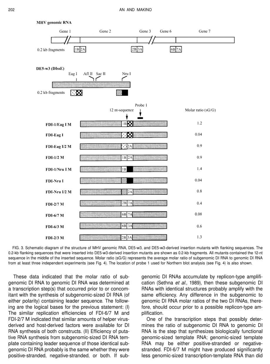 1998 Characterizations of Coronaviruscis-Acting RNA Elements and the Transcription Step Affecting Its Transcription Effi_第5页