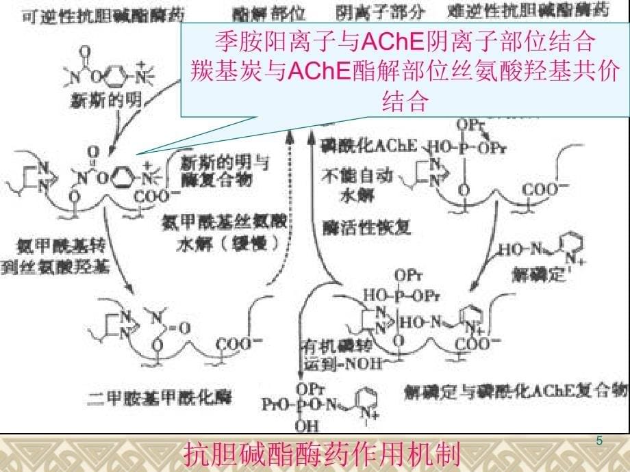 抗胆碱酯酶药和胆碱酶复活药(ZHT)课件_第5页