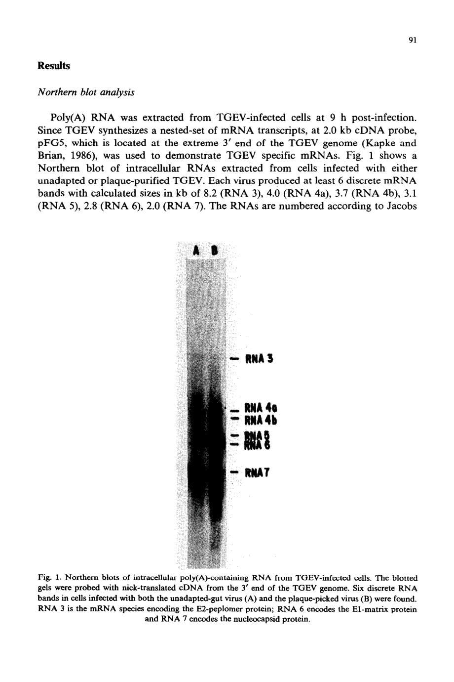 1989 Nucleotide sequence of coronavirus TGEV genomic RNA_ evidence for 3 mRNA species between the peplomer and matrix pr_第5页