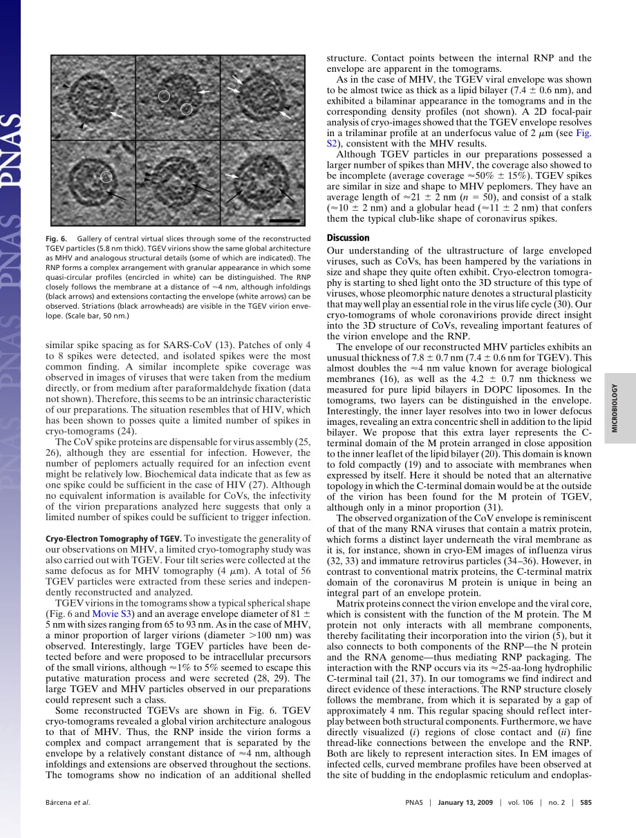 2009 Cryo-electron tomography of mouse hepatitis virus_ Insights into the structure of the coronavirion_第4页