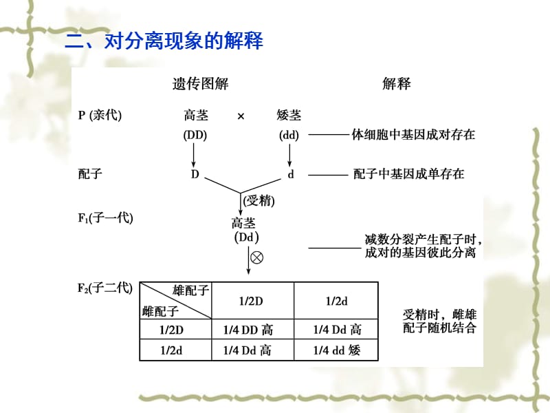 2011届高考生物总复习课件步步高系列 第16课时 孟德尔的豌豆杂交实验（一）_第5页