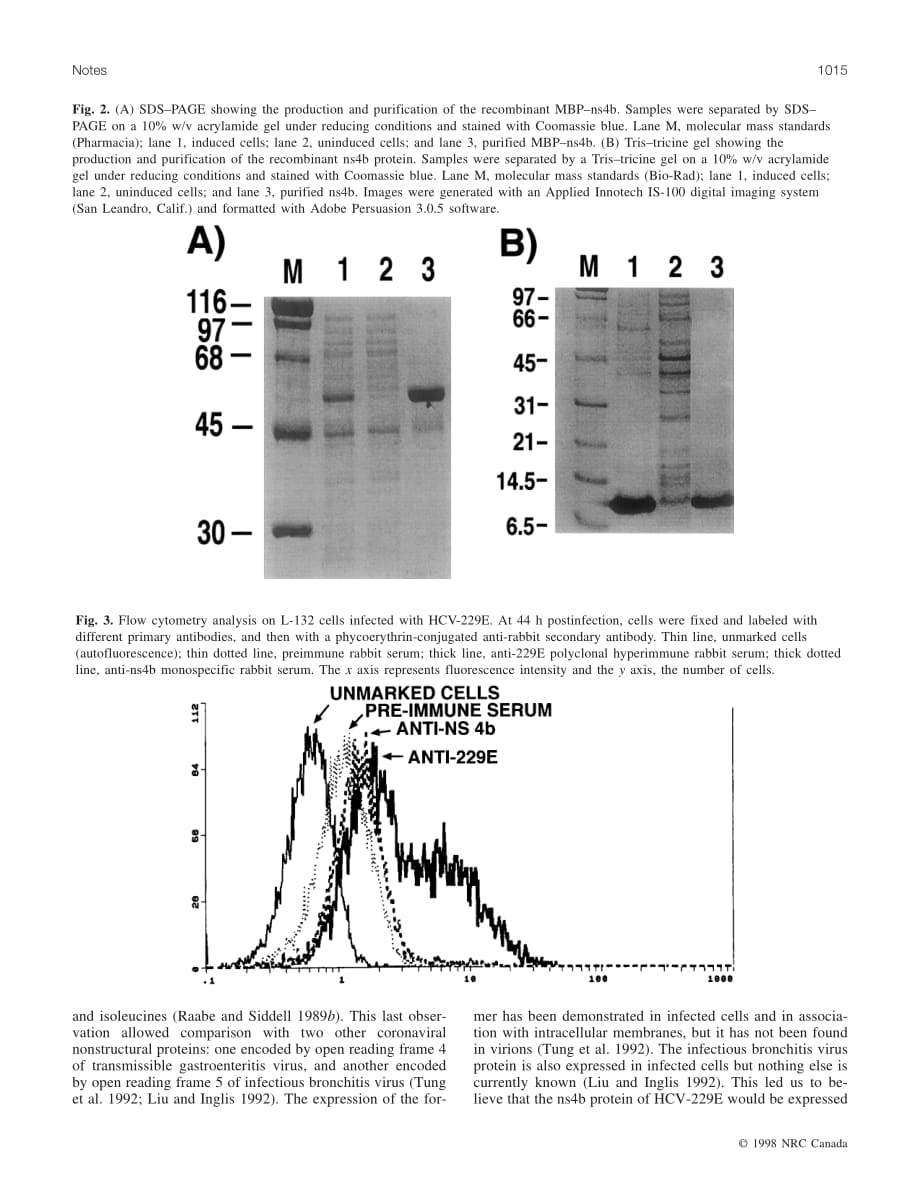 1998 Characterization of the expression and immunogenicity of the ns4b protein of human coronavirus 229E_第4页