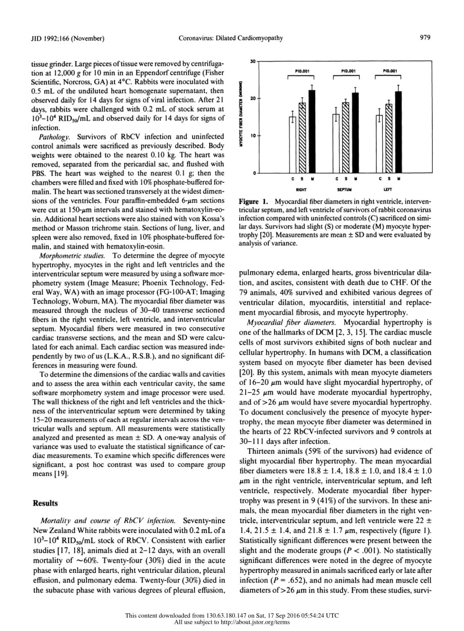 1992 An Experimental Model for Dilated Cardiomyopathy after Rabbit Coronavirus Infection_第3页