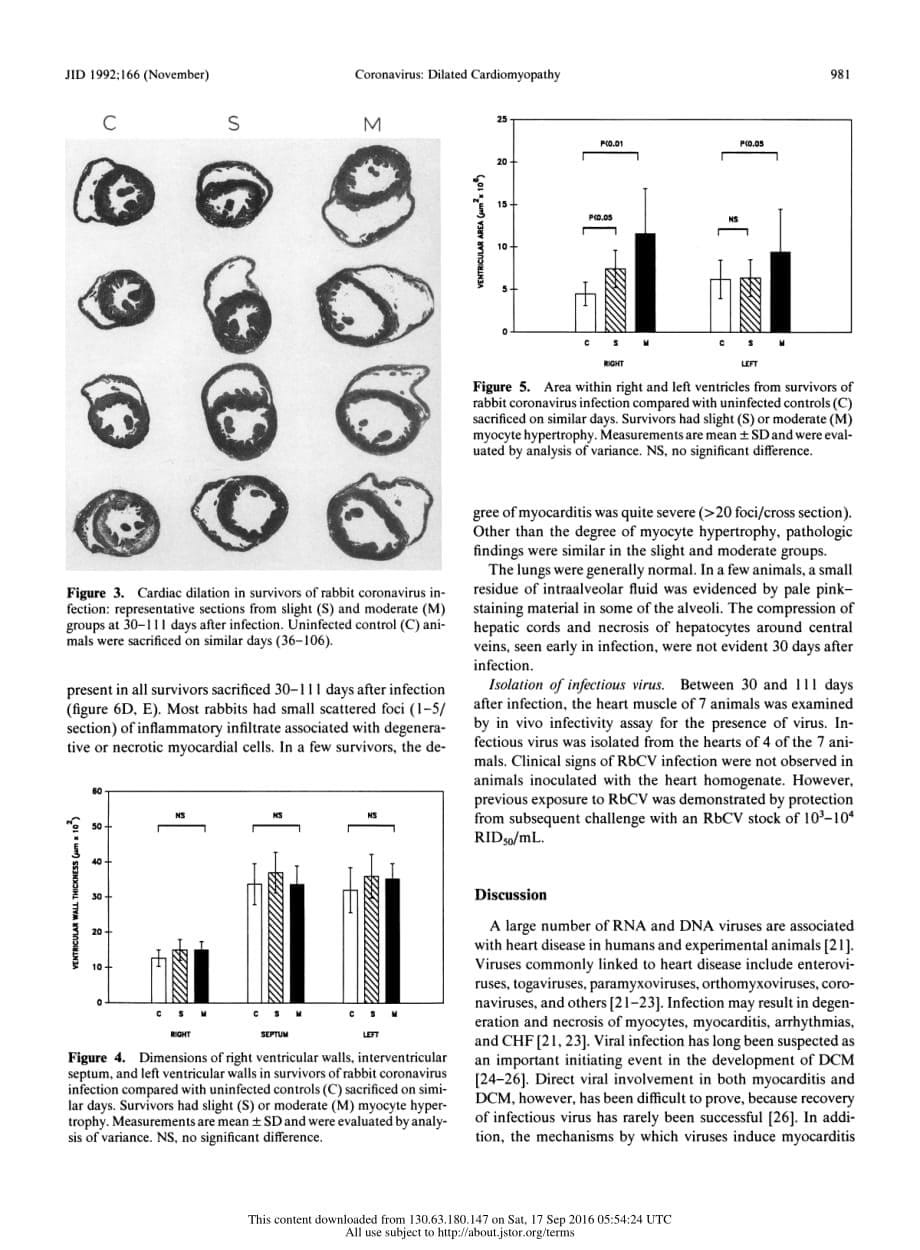 1992 An Experimental Model for Dilated Cardiomyopathy after Rabbit Coronavirus Infection_第5页