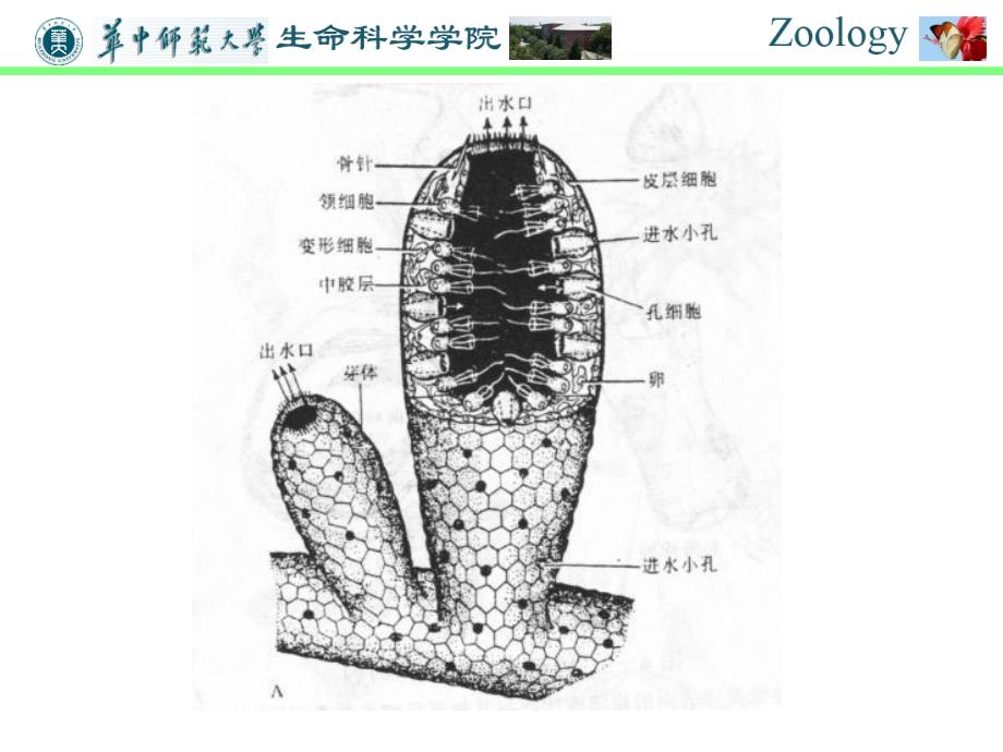 普通动物学-第四章 海绵动物门课件_第4页