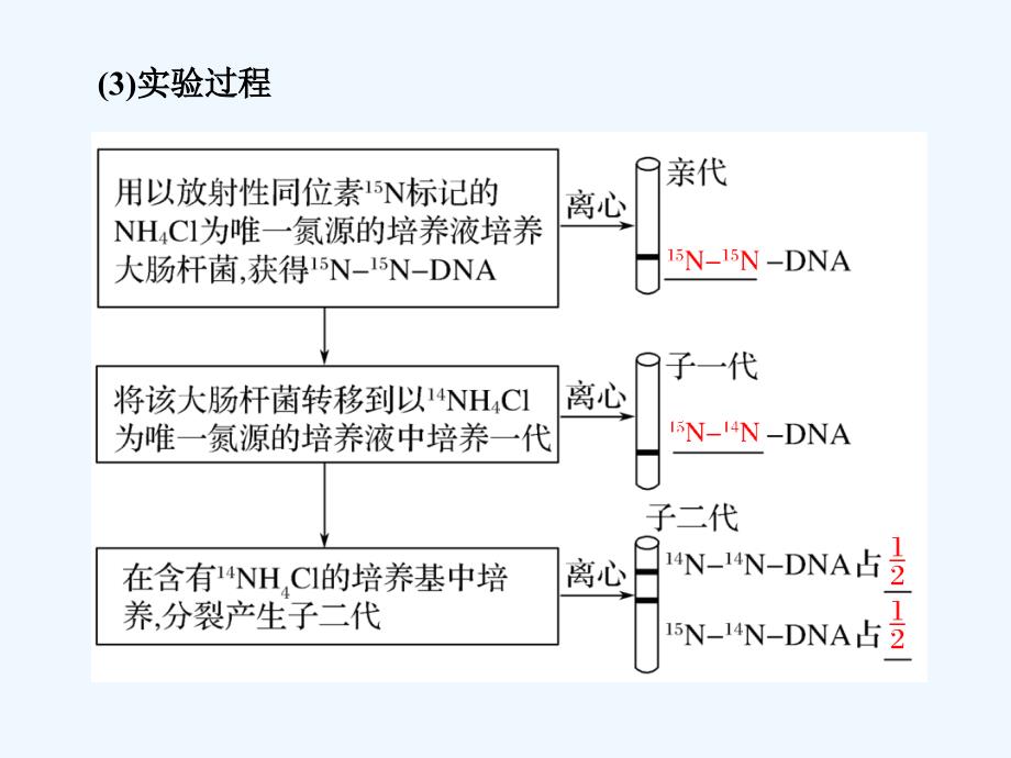 2017-2018学年高中生物 第三章 遗传的分子基础 第13课时 遗传信息的传递同步备课 浙科版必修2_第4页