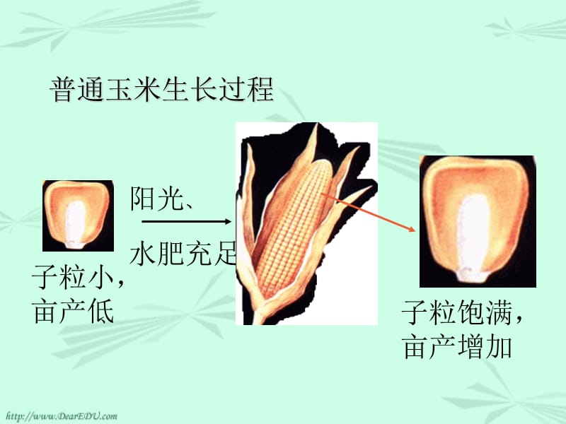 新课标高二生物基因突变和重组_第3页