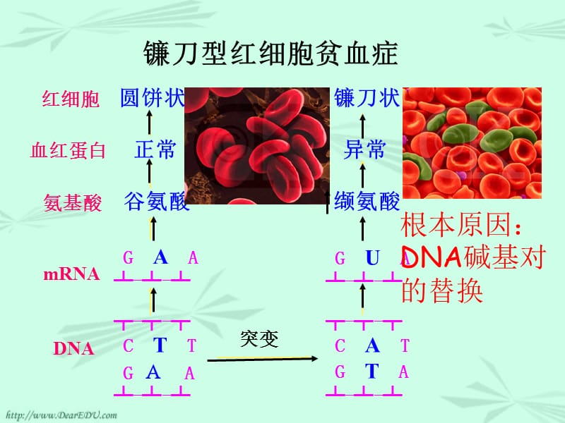 新课标高二生物基因突变和重组_第5页