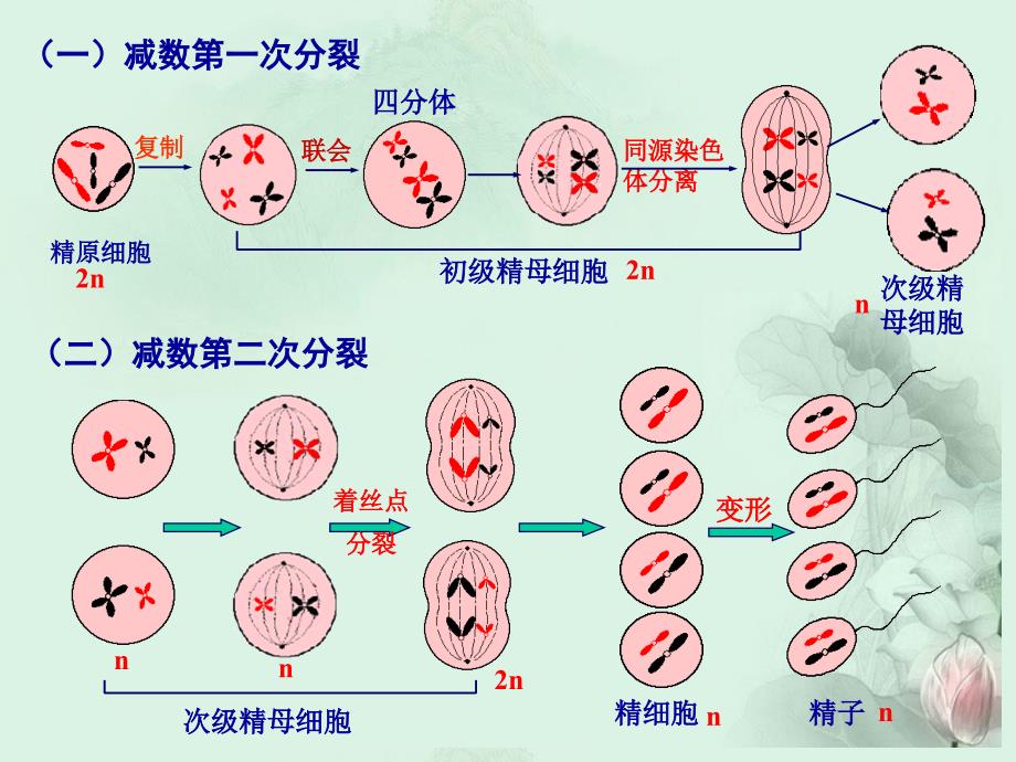 江苏省海头高级中学2012-2013学年高一生物下学期 第二章2.2《有性生殖》课件 新人教版_第4页