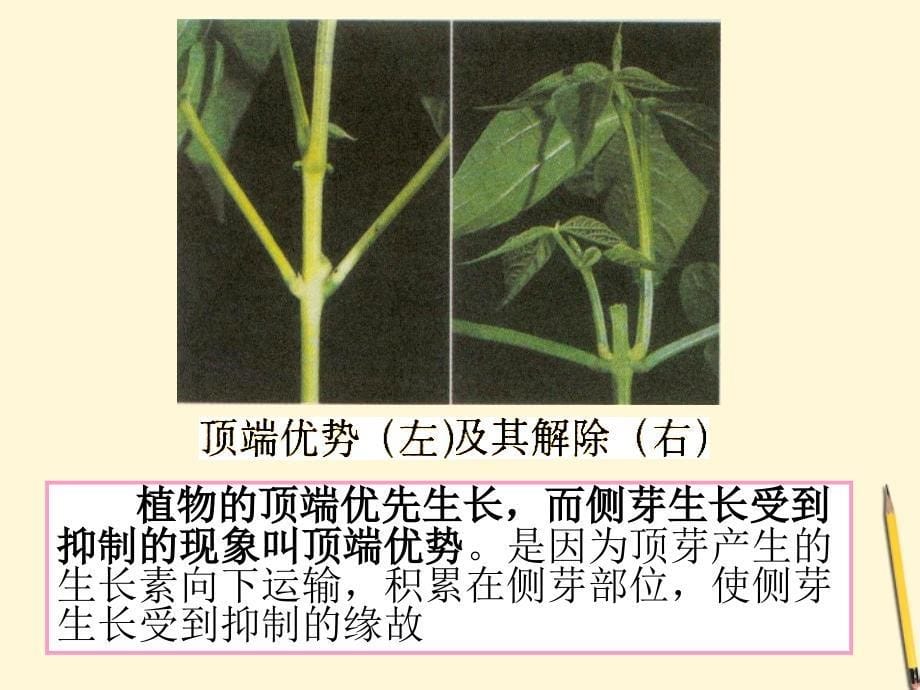 云南省弥勒县庆来中学2011-2012学年高中生物 生长素的生理作用 课件 新人教版必修3_第5页