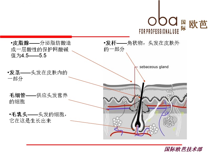 毛发知识演示文稿课件_第3页