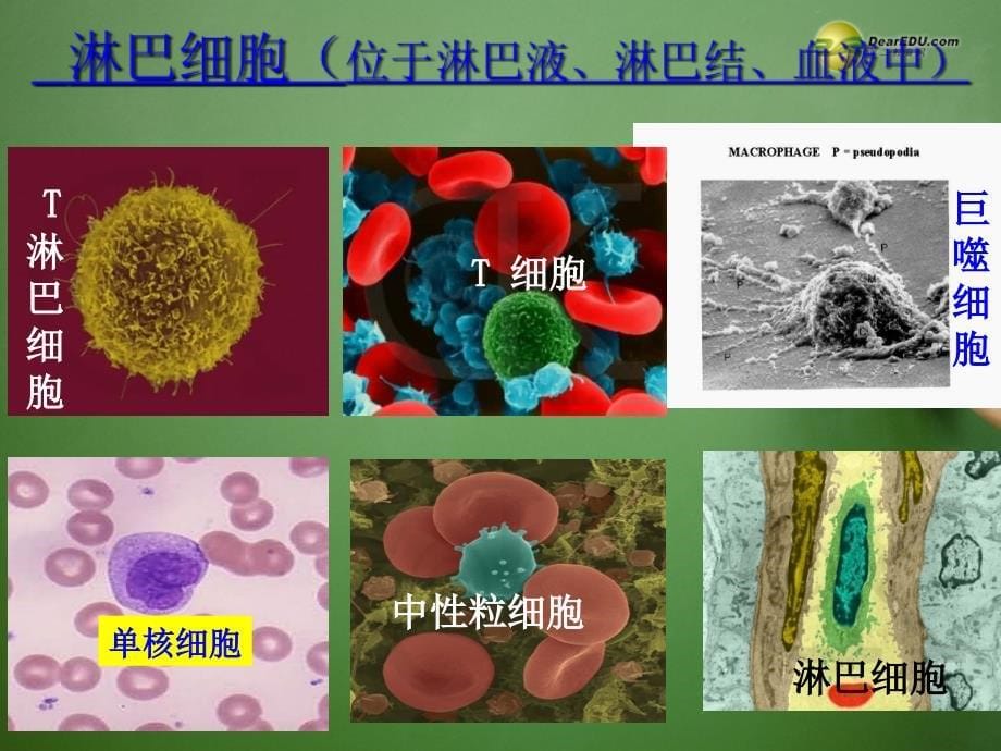 江苏省怀仁中学2014高中生物《第二章 第四节 免疫调节》课件 新人教版必修3_第5页