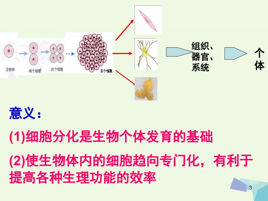 （水滴系列）高中生物 第6章 细胞的分化、衰老、凋亡、癌变 新人教必修1_第3页