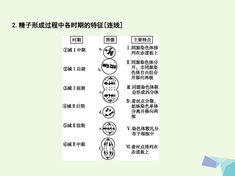 （水滴系列）高中生物 第四单元 细胞的生命历程 第12讲 减数分裂和受精作用_第4页