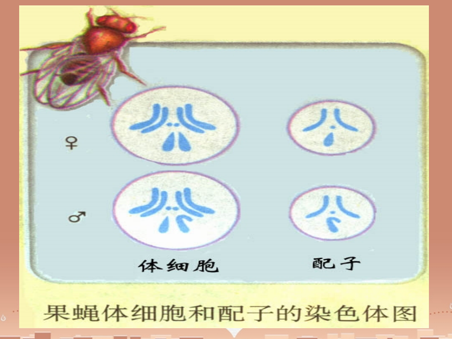 山东省高密市第三中学高中生物 2.1减数分裂与受精作用课件 新人教版必修2_第2页