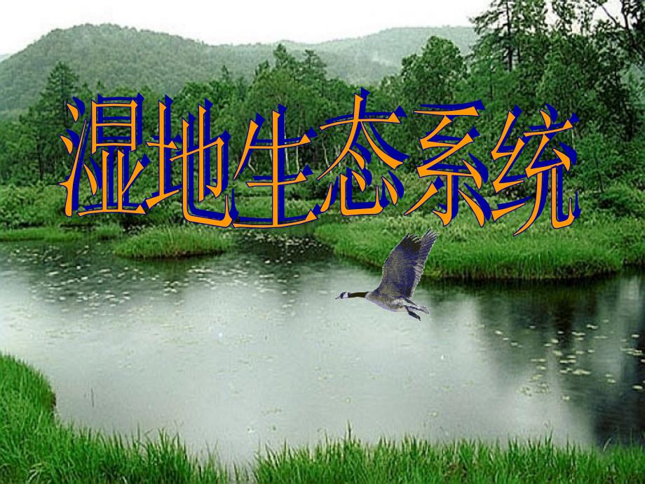 山东省2012高中生物备课资料 生态系统的结构课件 新人教版必修3_第4页