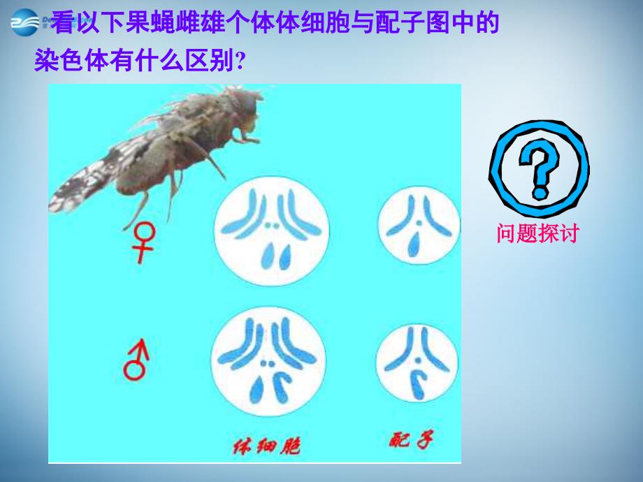 湖南省怀化市溆浦县第三中学高中生物《2.1 减数分裂和受精作用》课件 新人教版必修2_第2页