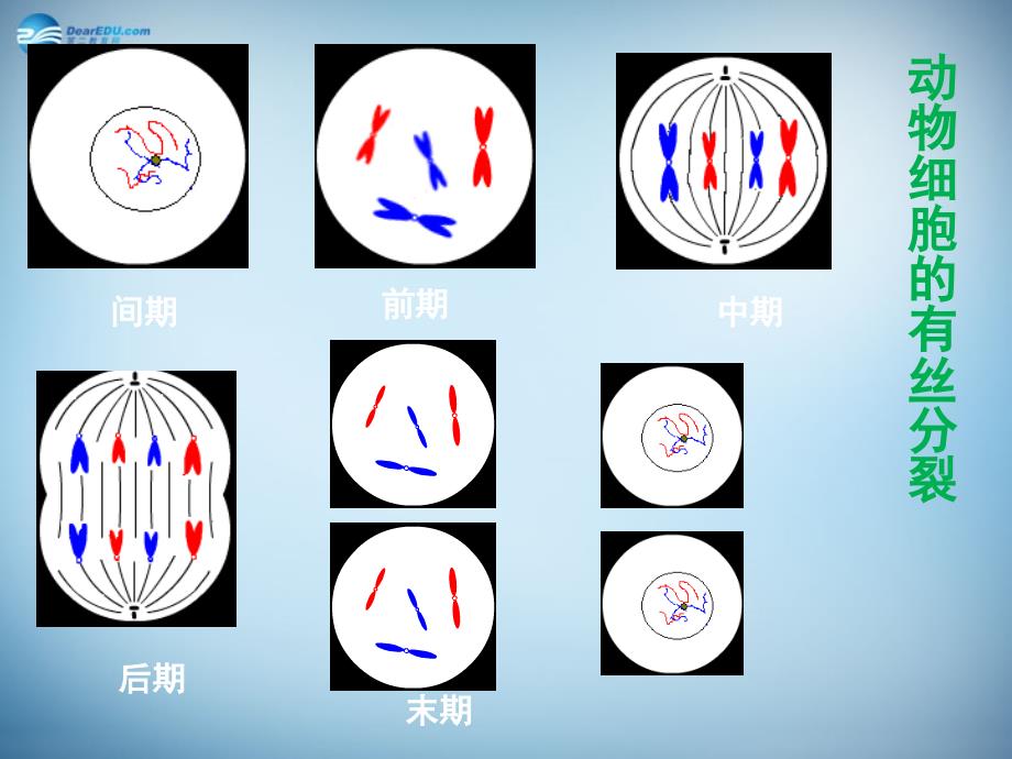 湖南省怀化市溆浦县第三中学高中生物《2.1 减数分裂和受精作用》课件 新人教版必修2_第3页