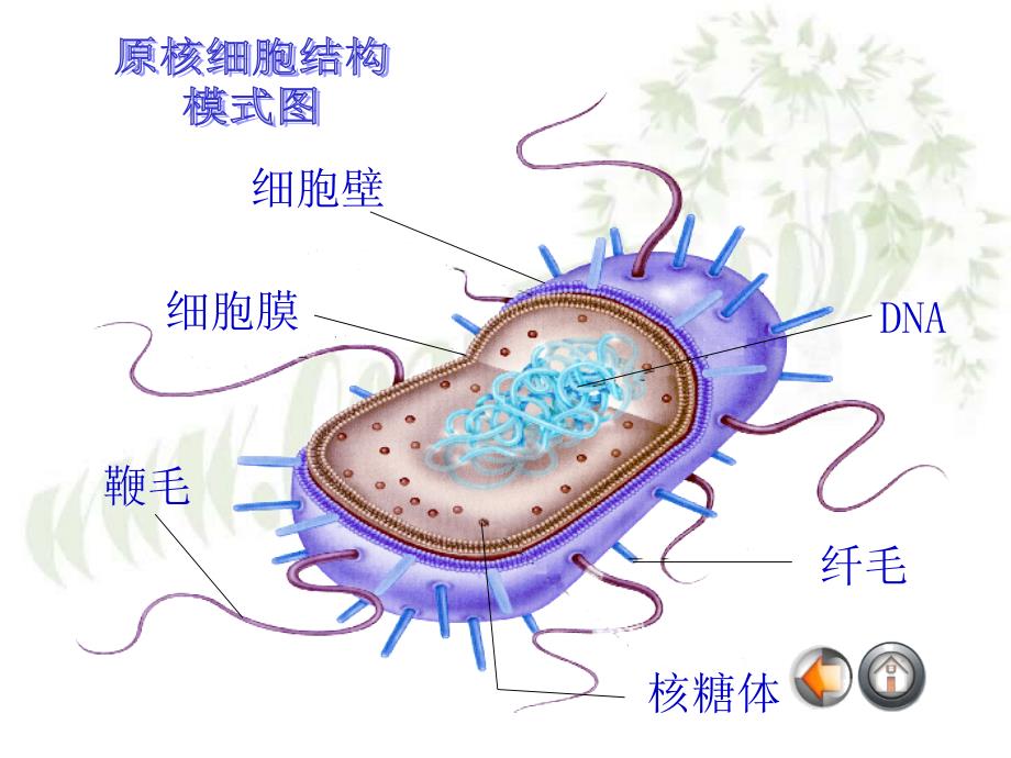 新课标 苏教版高中生物细胞的类型和结构_第4页